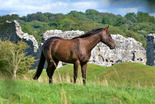 Brown horse standing in high grass.