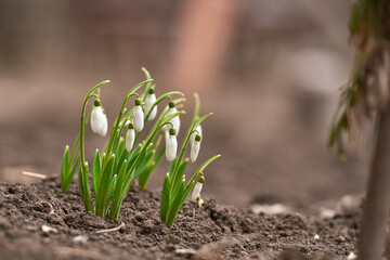 Fresh spring snowdrop flowers in the forest. Happy womens day 8 march invitation card