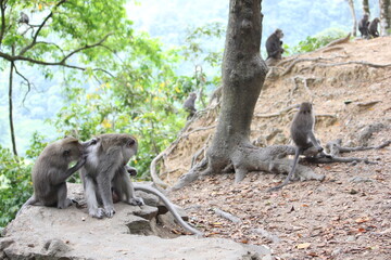 인도네시아 롬복 원숭이 숲(Lombok monkey forest in Indonesia)