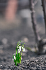 Fresh spring snowdrop flowers in the forest. Happy womens day 8 march invitation card