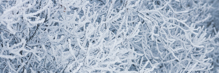 Snow and rime ice on the branches of bushes. Beautiful winter background with trees covered with...