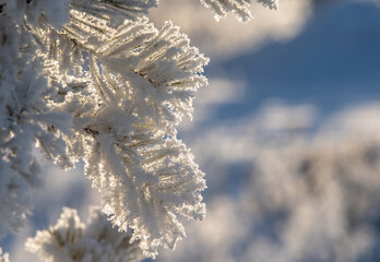 Close-up pine branch covered with frost Back light Free space for text