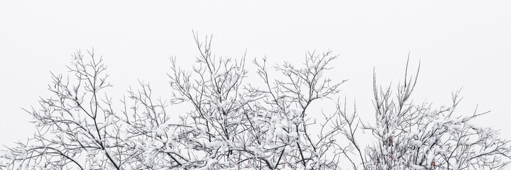 Snow on the branches of trees and bushes after a snowfall. Beautiful winter background with snow-covered trees. Plants in a winter forest park. Cold snowy weather. Cool texture of fresh snow. Panorama