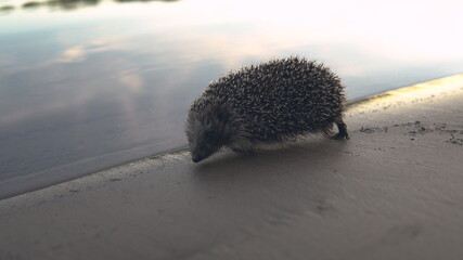 A wild hedgehog walks on the beach along the river