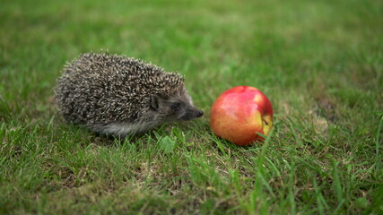Naklejka na ściany i meble Real hedgehog walks on the green grass near the red apple