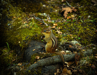Chipmunk in the Wild