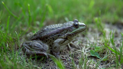 A large green toad sits on the grass