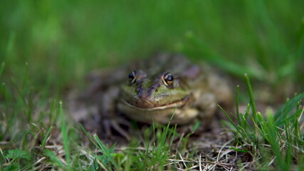 A large green toad sits on the grass