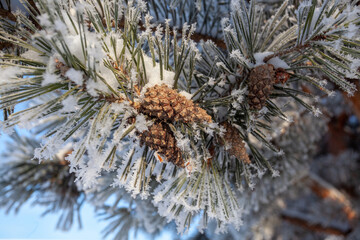 Naklejka na ściany i meble A close-up pine branch with cones covered with frost.