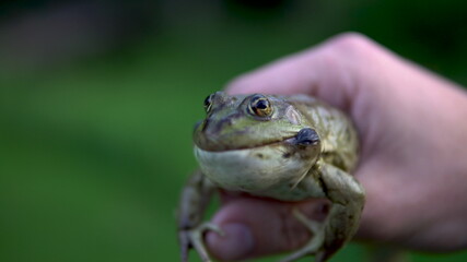 A big green toad in a man's hand. Toad defends inflates bubbles on cheeks