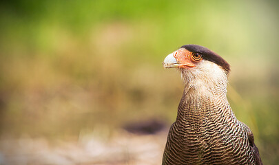 closeup of a carancho looking forward with large beak