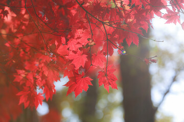 Red leaves of Korea maple. Natural autumn background. Bright maple tree. 