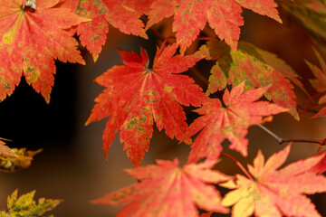 Red leaves of Korea maple. Natural autumn background. Bright maple tree. 
