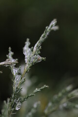 icing, frost on plants, ice on bushes, ice on branches