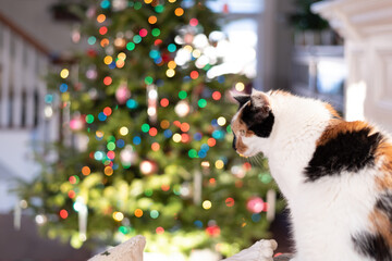 Calico cat with Christmas tree lights in blurred background