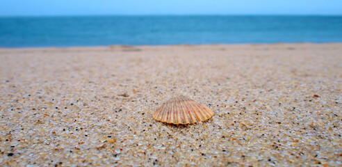 Scallop Shell on the Beach