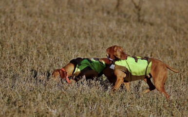 Two hunting dogs on the hunt