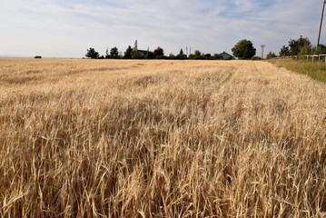 field of wheat