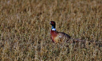 Pheasant hidden in the tall grass
