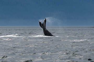 Whale tail