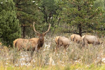 bull elk in park