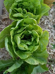 lettuce in the garden