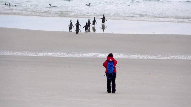 Penguins walk from the beach into the ocean to swim, and someone is taking pictures.