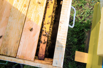 Bees flying over beehive during beekeeper's inspection. Works on apiary in summer. Beekeeping and bee breeding.