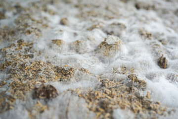 white molds cover organic compost made of cow manure and chaff 