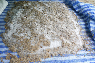 white molds cover organic compost made of cow manure and chaff 