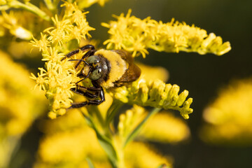 Bumblebee on Goldenrod