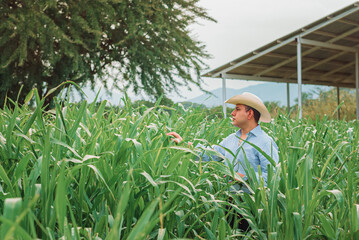 person working in garden