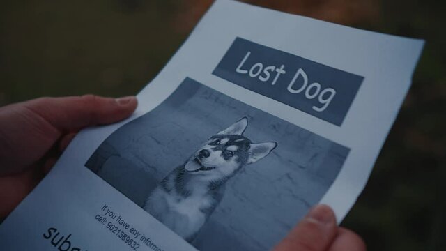 Man looking for a missing pet, posting posters on trees in the park. Missing dog banner. Male hangs up an advertisement for the search for dog. Lost puppy reward message poster. Home pet search
