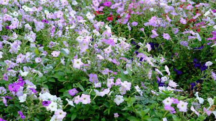 Flowers in the city park. Floral background for web design