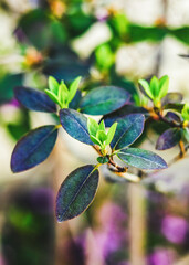Spring Azalea Blooms