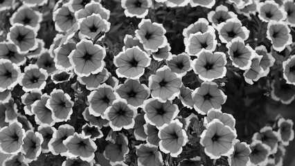 Flowers in the city park. Floral background for web design