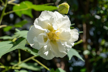 芙蓉（フヨウ）の白い花のアップの正面