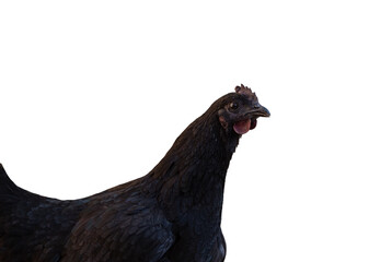 Black laying hen with dark comb isolated on white background