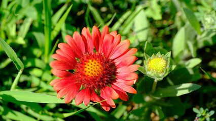 Flowers in the city park. Floral background for web design