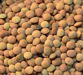 homogeneous background of legumes, lentils