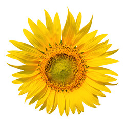 Naklejka premium Sunflower isolated on white background with clipping path