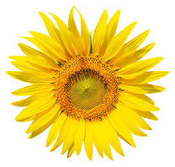 Fototapeta premium Sunflower isolated on white background with clipping path