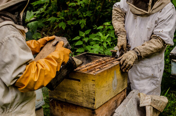 beekeeper working in his apiary