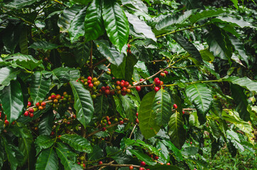 coffee beans in guatemala