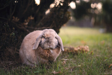 Bunny in grass