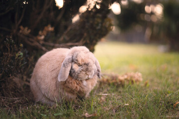 Bunny sleeping