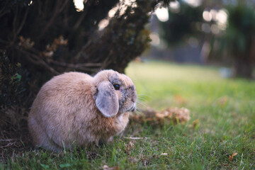 Bunny in bushes