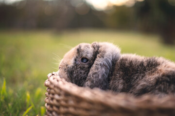 Bunny in basket