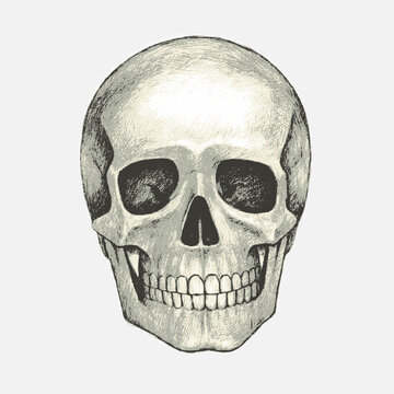 Hand drawn isolated human skull. Pencil drawing. Vector illustration.