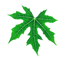 Chaya leaf (Cnidoscolus Aconitifolius or Cnidoscolus chayamansa McVaugh) isolated on white background with clipping path